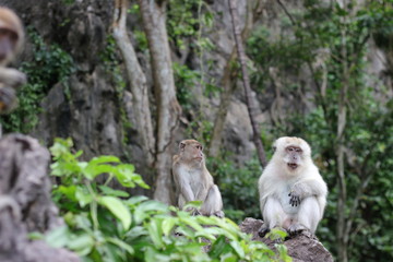 Naklejka na ściany i meble Monkey sitting on a stone in the forest.