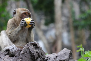 A monkey eating corn on the rocks in the forest.