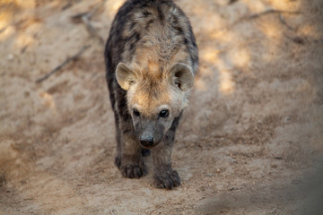 Curious young hyaena at a hyaena den site