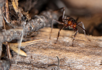 big red forest ant in natural habitat