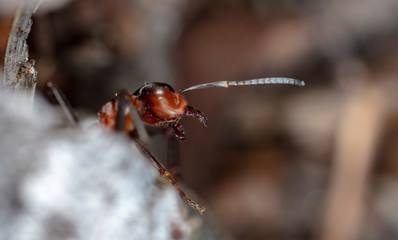 big red forest ant in natural habitat