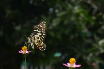 butterfly on flower