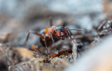 big red forest ant in natural habitat