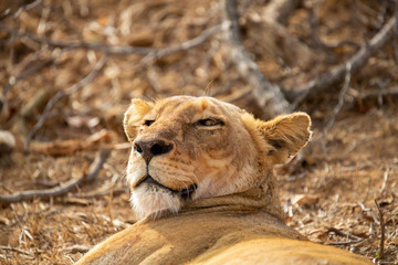 A young pride of lions getting active after a day of rest.