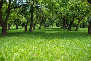 green lawn with trees in an apple orchard