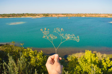 gypsophila stalks of dry grass on the background of a pond