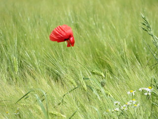 red poppy in a field of grain