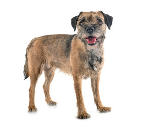 young border terrier