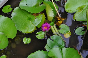 Lotus leaf in the basin In front of the house