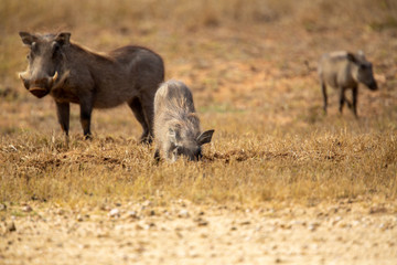 Naklejka na ściany i meble Warthog digging up the grass roots to try and get the last of the nutrition