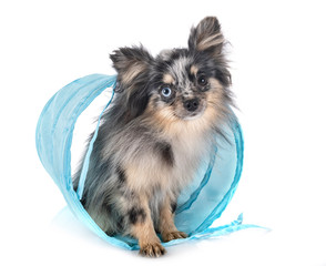 young pomeranian in studio