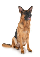 german shepherd in studio