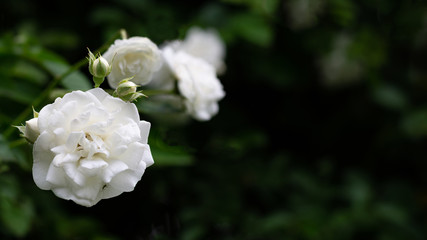 White roses close-up on a black background. Background with roses for advertising, web banner, greeting card. Front view, Copy space, place for text.