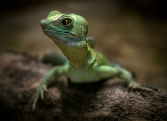 Green Lizard Reptile in Nature
