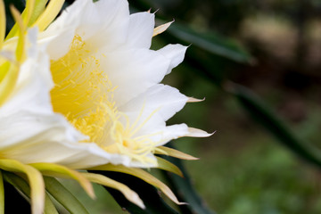 Fototapeta na wymiar white dragon fruit flower on climber planting floral nature background