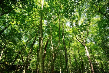 Fototapeta premium 緑の森