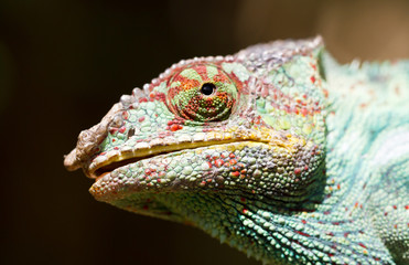 Panther chameleon Furcifer pardalis, portrait