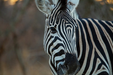 Fototapeta na wymiar Portrait of zebra in the late afternoon