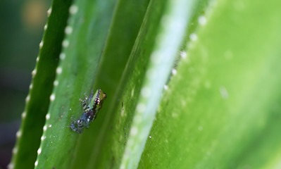 Small green frog sitting on the jungle leafs - Selective focus