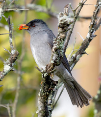 Madagascar Bulbul (Hypsipetes madagascariensis)