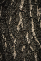 Close up nature view of bark tree on blurred texture in forest, wallpaper concept.