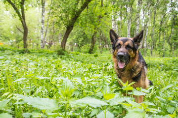 Dog German Shepherd in a forest in a summer