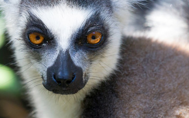 Ring-tailed lemur, lemur catta