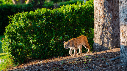 Wild Bobcat in the City
