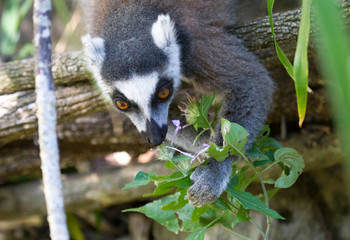 Ring-tailed lemur, lemur catta, searching for food