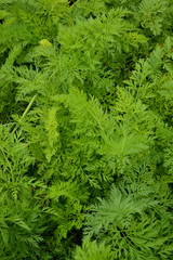 Carrot tops close-up. The green background of the garden with leaves.