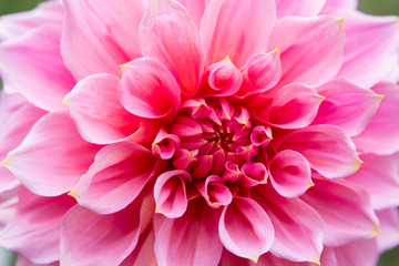 closeup of Dahlia flower,autumn pink flower Berliner Kleene closeup