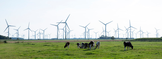 young cows and a lot of wind turbines in german state lower saxony - obrazy, fototapety, plakaty