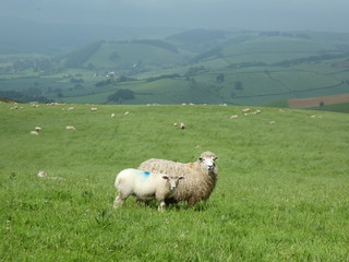 Obraz premium Sheep peep