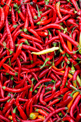 Small red chili peppers in big pile