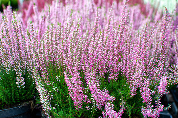 Fototapeta na wymiar Pink and white heather flowers