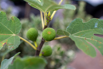 Fototapeta premium Young fig tree with small fruit and green leafs