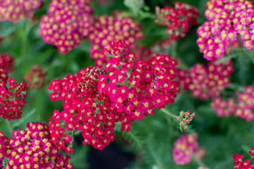 Pink and red cornelian millefolium flowers