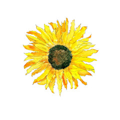 Watercolor hand drawn artistic colorful yellow sunflower  with seeds isolated on white background