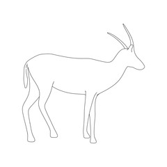 Obraz premium Gazzelle Isolated Phose