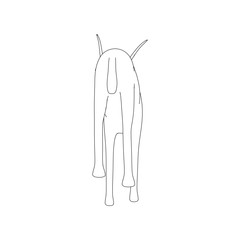 Gazzelle Isolated Phose