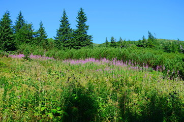 Medicinal herb fireweed a substitute for black tea growing in the Carpathians