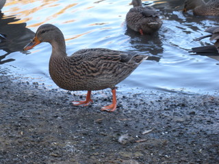 Duck on shore