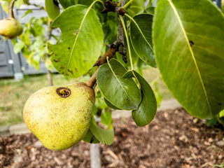 Close up of wasp climbing into a pear