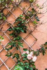 Venetian wall with climbing plants