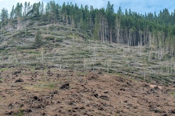 devastation after the hurricane in the mountains