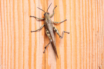 Gray Locust  on a wood board