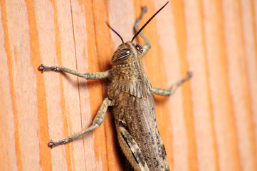 Gray Locust  on a wood board