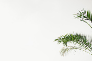 green palm branches on white background. minimal plant concept, free space on left side, place for text