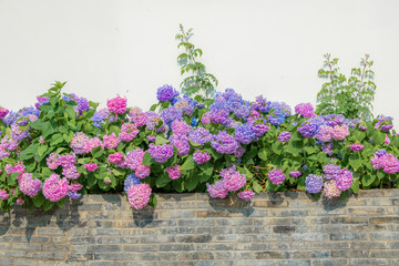 Colorful hydrangeas blooming in the corner