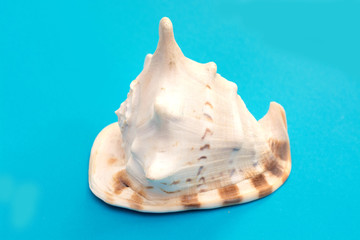 Fototapeta na wymiar Sea shells. Big and small sea shells on blue background. Different size seashells. Souvenir from vacation. Minimal style.